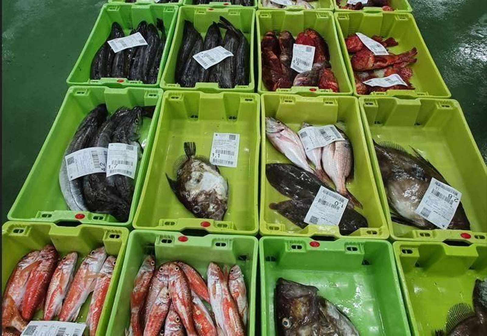 Distintas variedades de pescados.