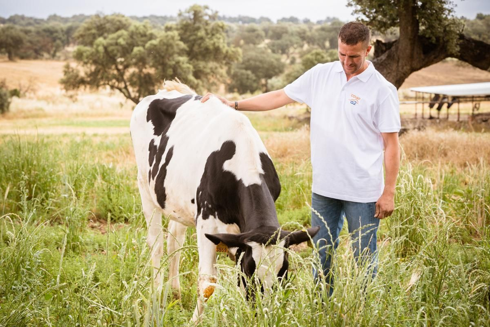 Imagen cedida por Covap de una de las vacas seleccionadas genéticamente para que produzcan leche con prtoteína A2.