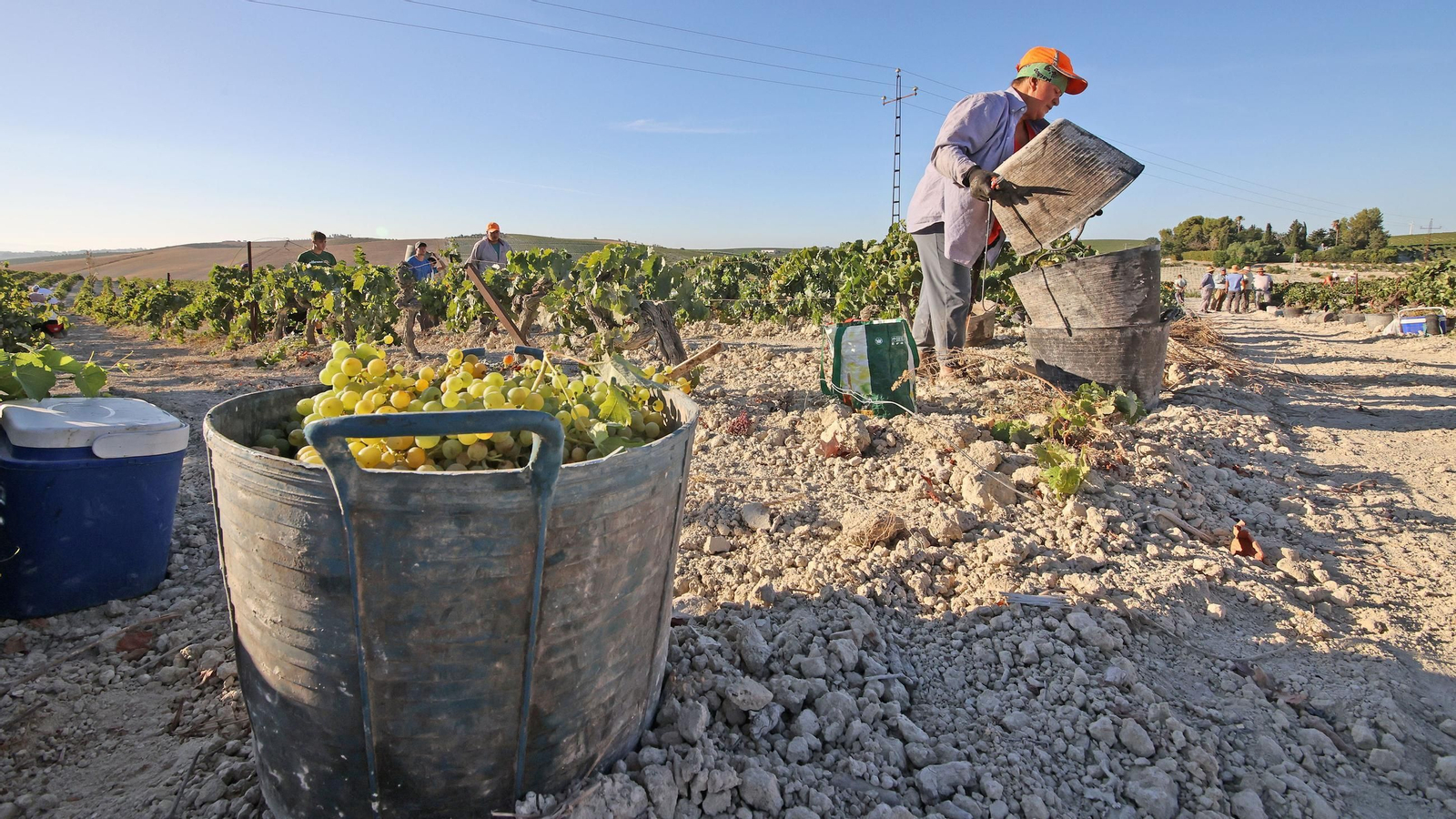 Vendimia a mano en la Viña El Caribe en Jerez