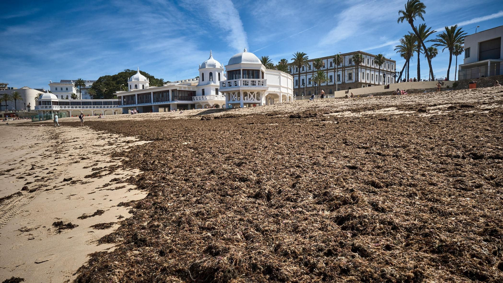 Imágenes: La orilla de la playa de La Caleta, cubierta de algas