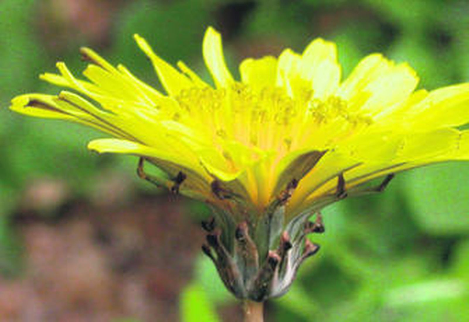 Una imagen tomada con macro de una flor de la 'Taraxacum gaditanum', una planta exclusiva de Chipiona.