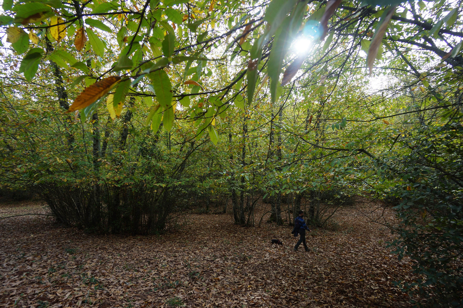 Un paseo en fotografías por el castañar de Valdejetas en la Sierra de Córdoba