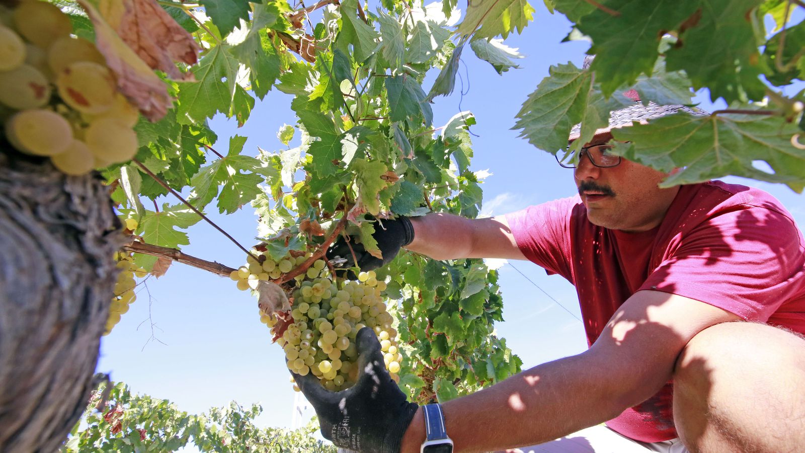 Vendimia y pisa de la uva tradicional en Viña El Corregidor de Bodegas Luis Pérez