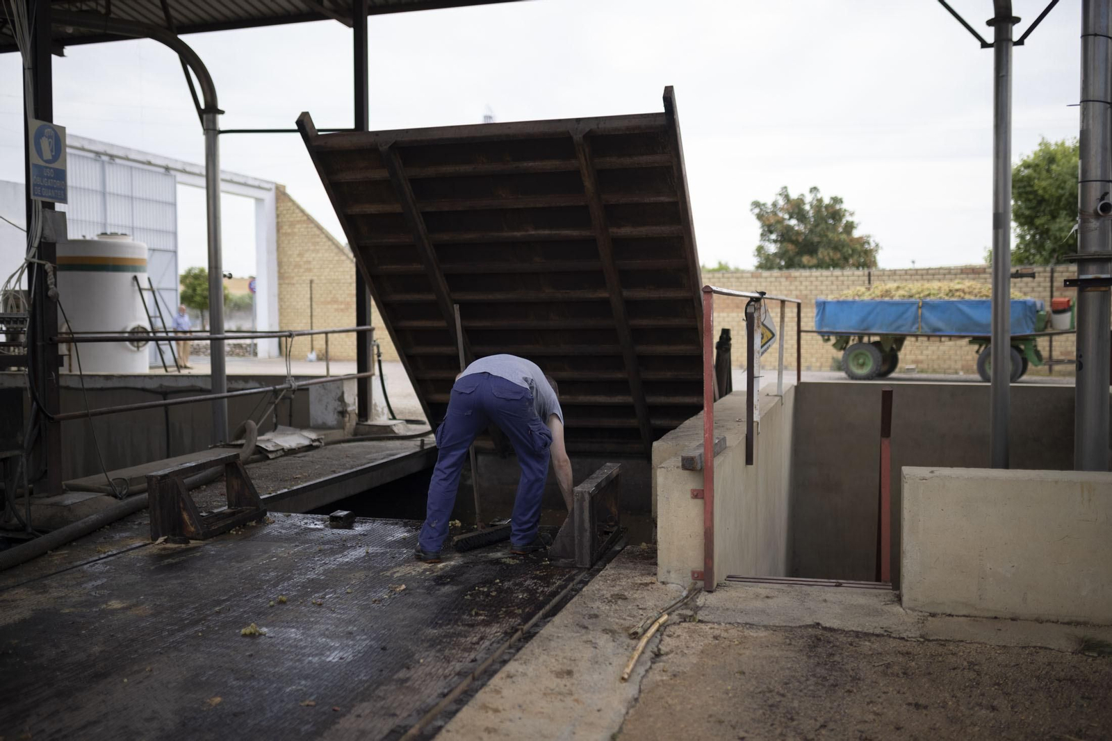 Imágenes de la vendimia en el Condado de Huelva
