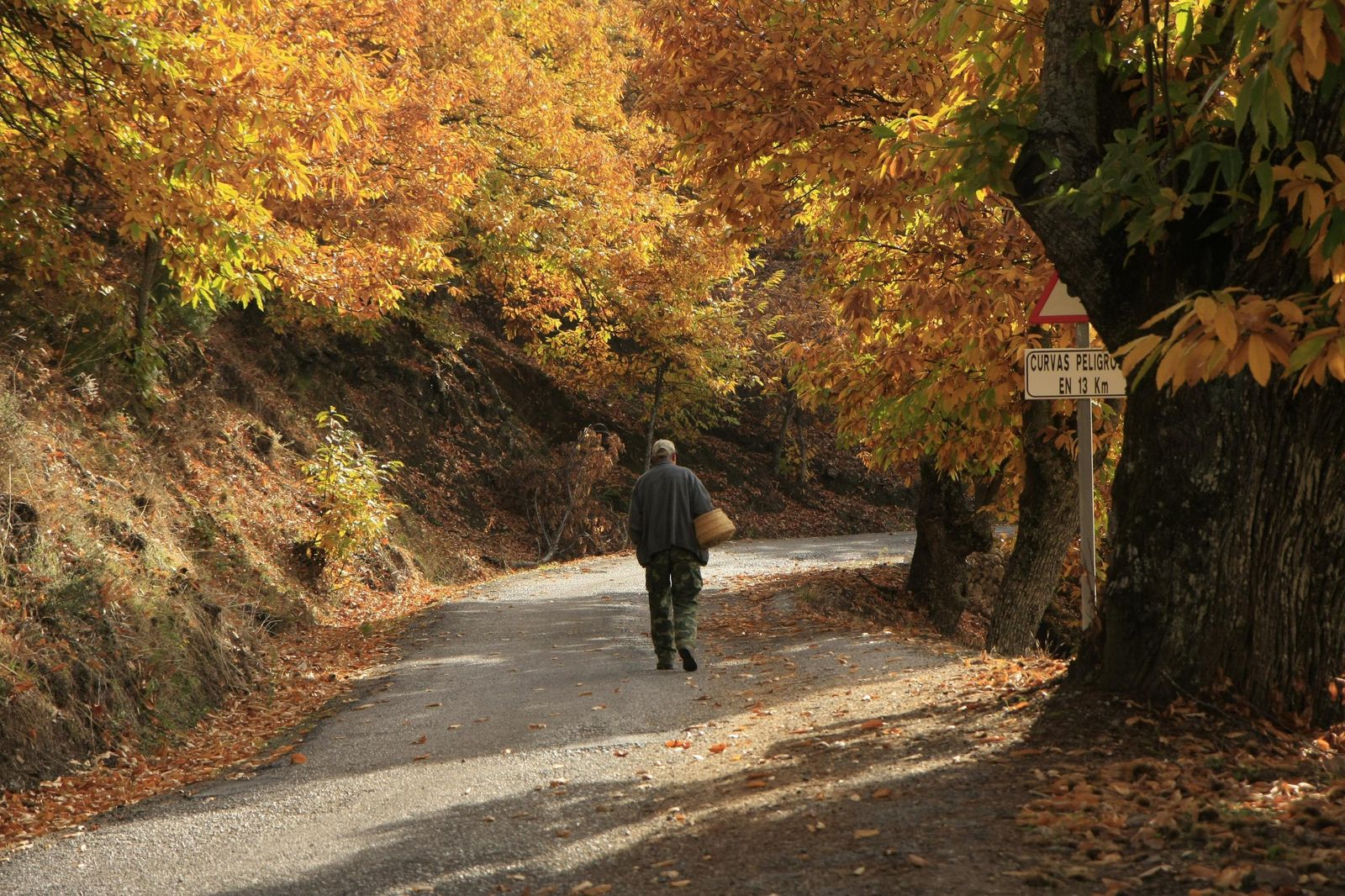 El castañar de Paterna del Río es el más reconocido de la provincia.