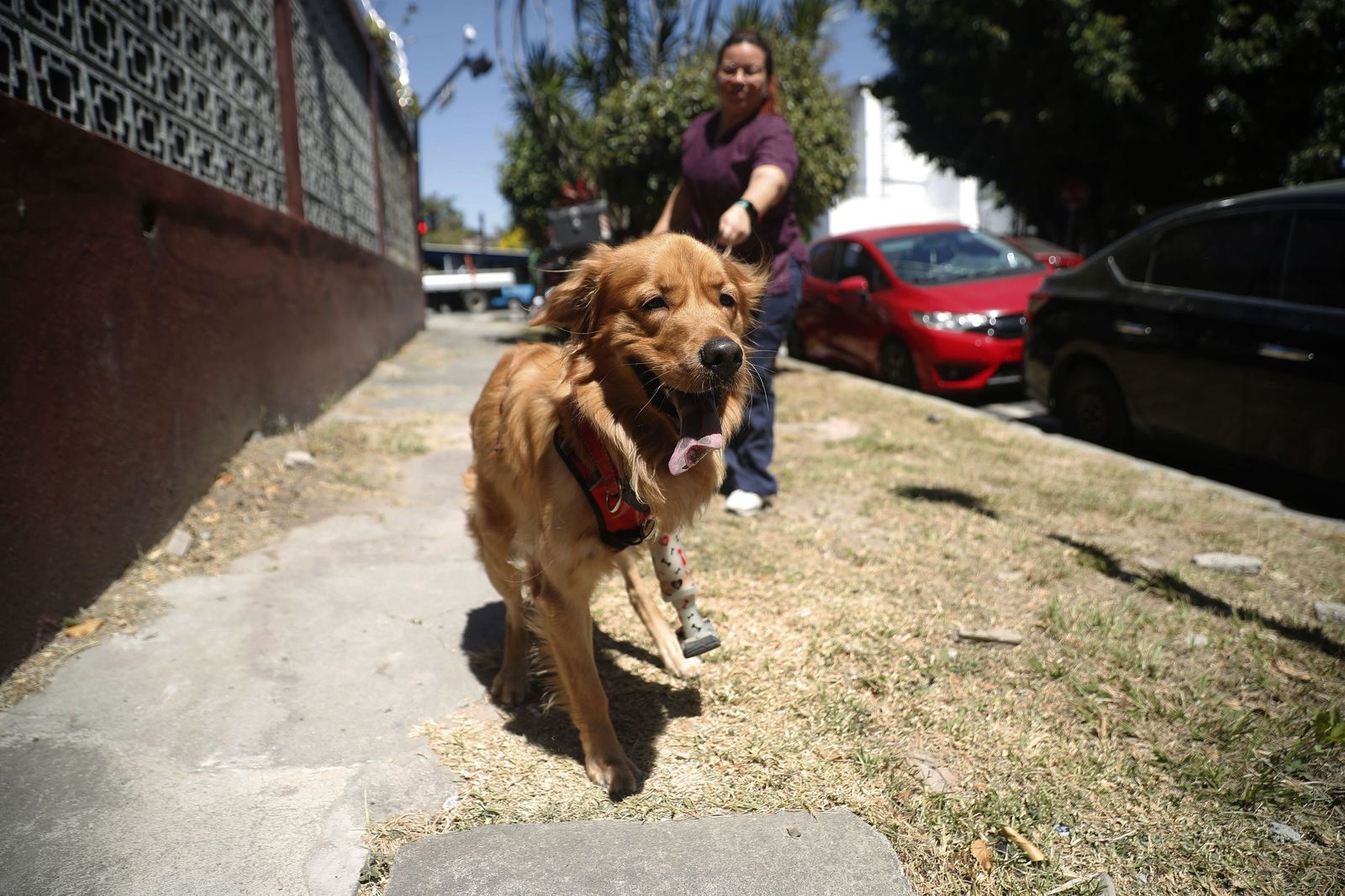 Deducciones fiscales por gastos veterinarios