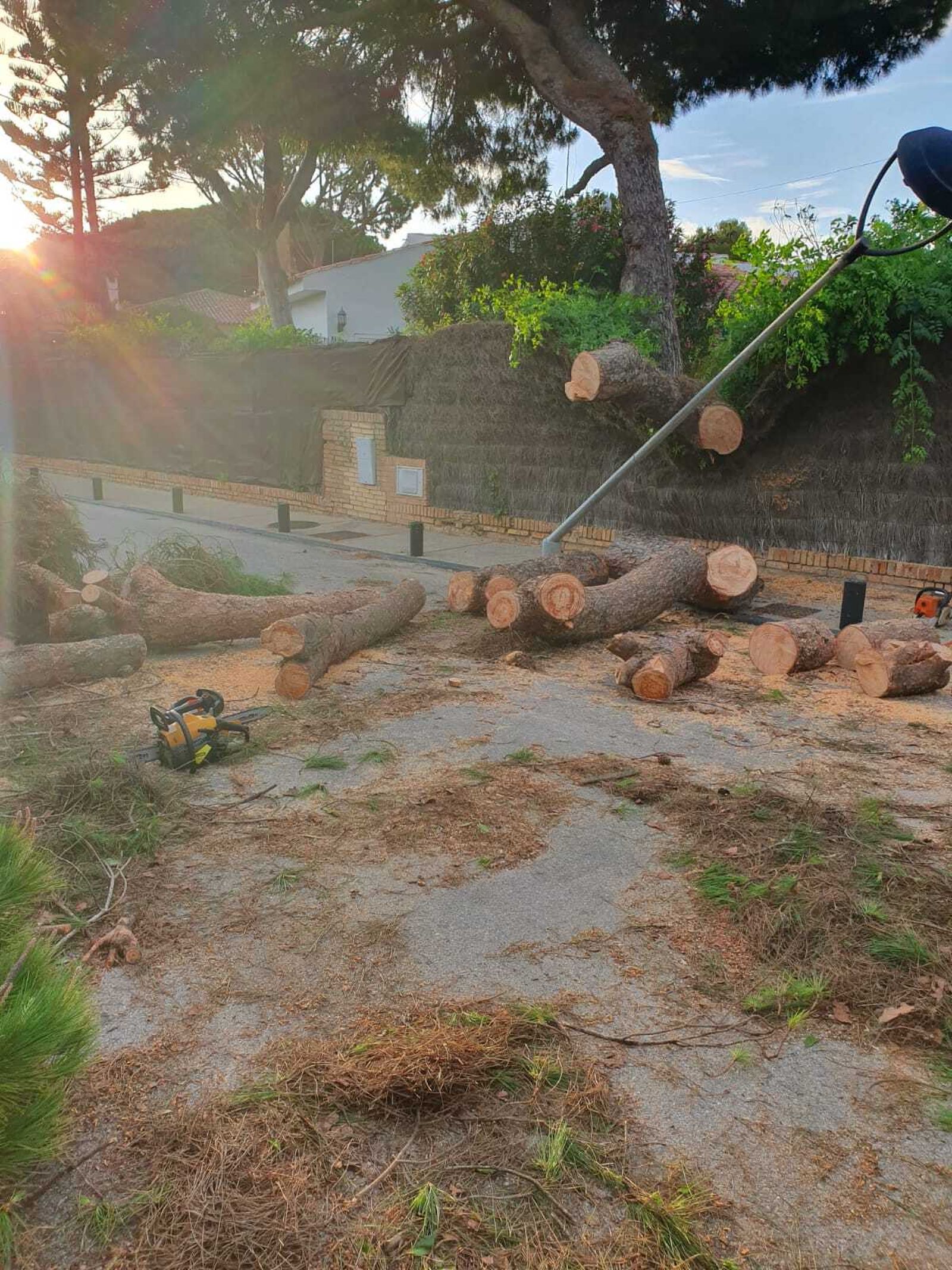 Otra imagen tras la caída del árbol.