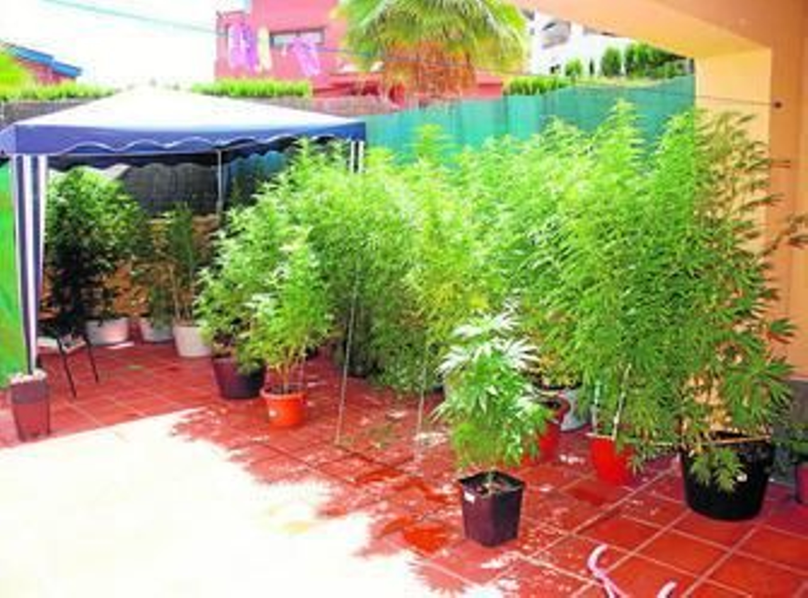 Instantánea facilitada por la comisaría de las plantas encontradas en el patio de la vivienda.