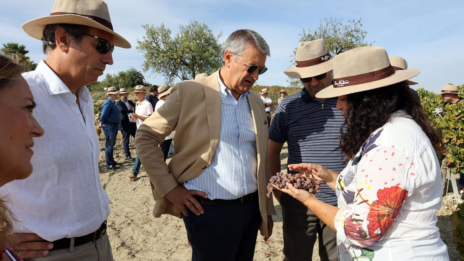Vinos ecológicos con uva Pedro Ximénez