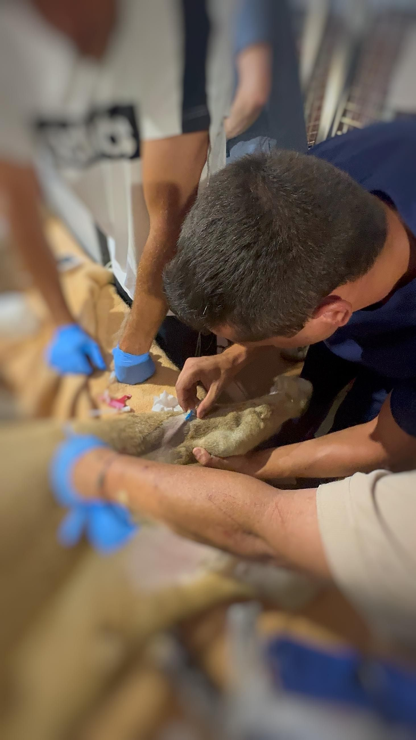 Así es Amaru, el león que ha sobrevido a una grave operación en Tabernas