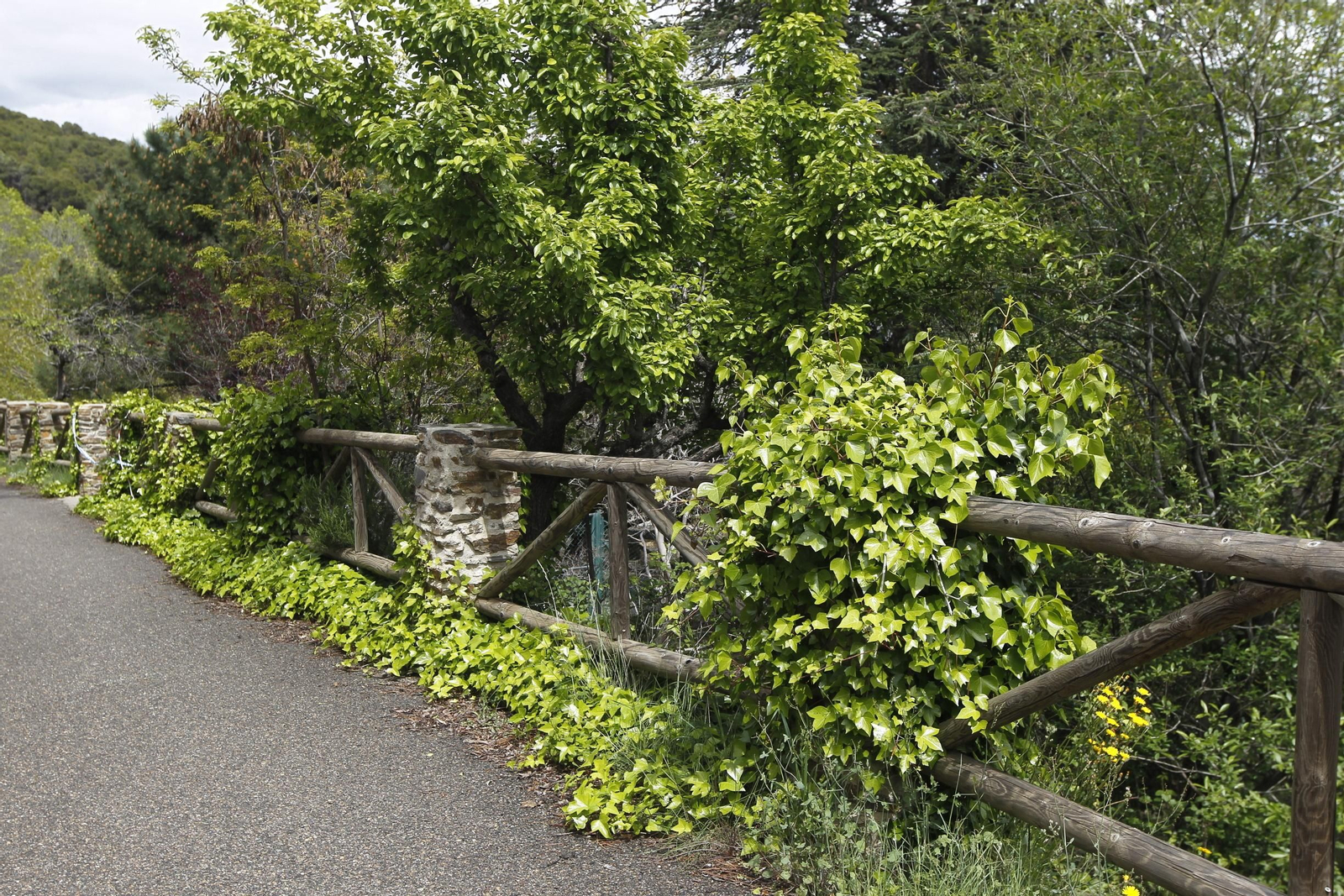 Naturaleza desconfinada. La Roza (Abrucena)