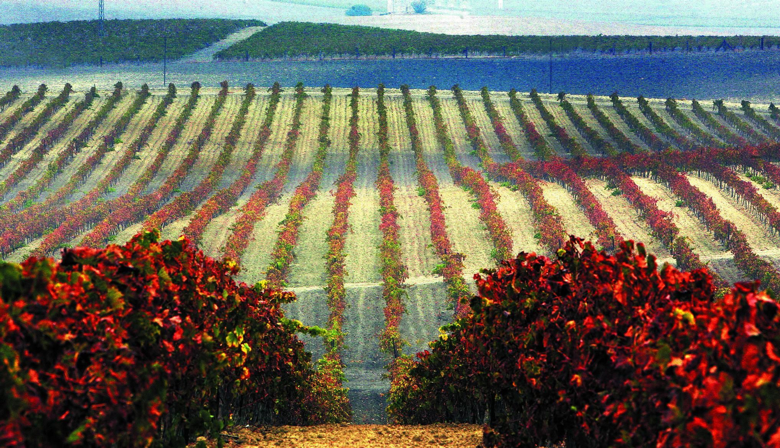 Idílica imagen del viñedo del Marco de Jerez en la época otoñal, antes de los arranques que limitaron la superficie a las poco más de 6.000 hectáreas actuales. Idílica imagen del viñedo del Marco de Jerez en la época otoñal, antes de los arranques que limitaron la superficie a las poco más de 6.000 hectáreas actuales.