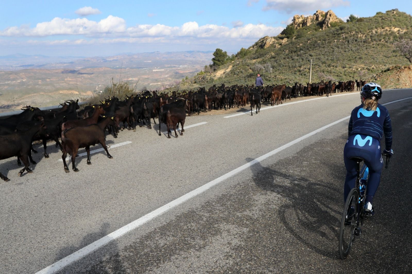 Una ciclista del Movistar esquiva a un rebaño de cabras en plena carretera de la sierra almeriense.