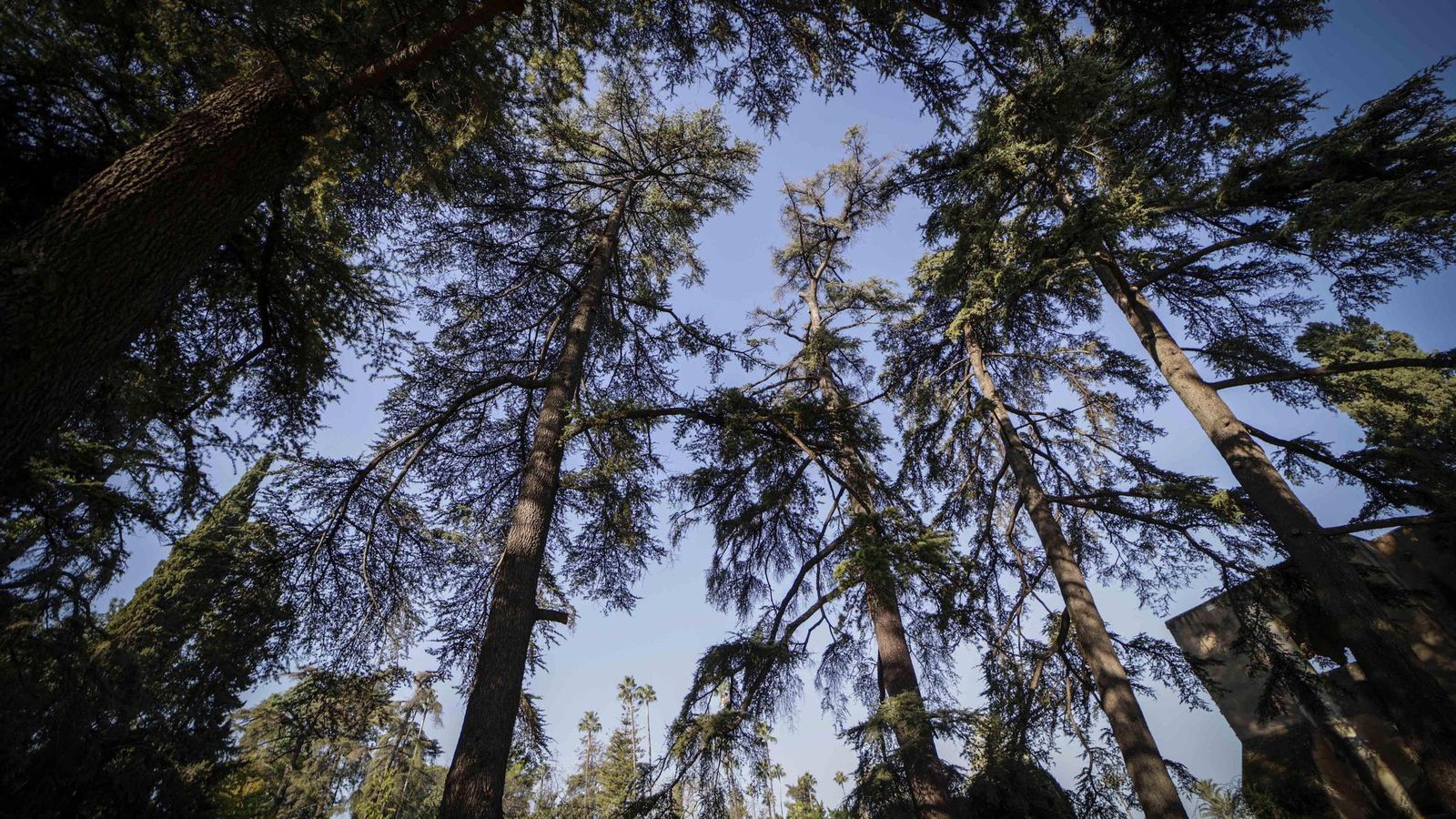 El conjunto de cedros.