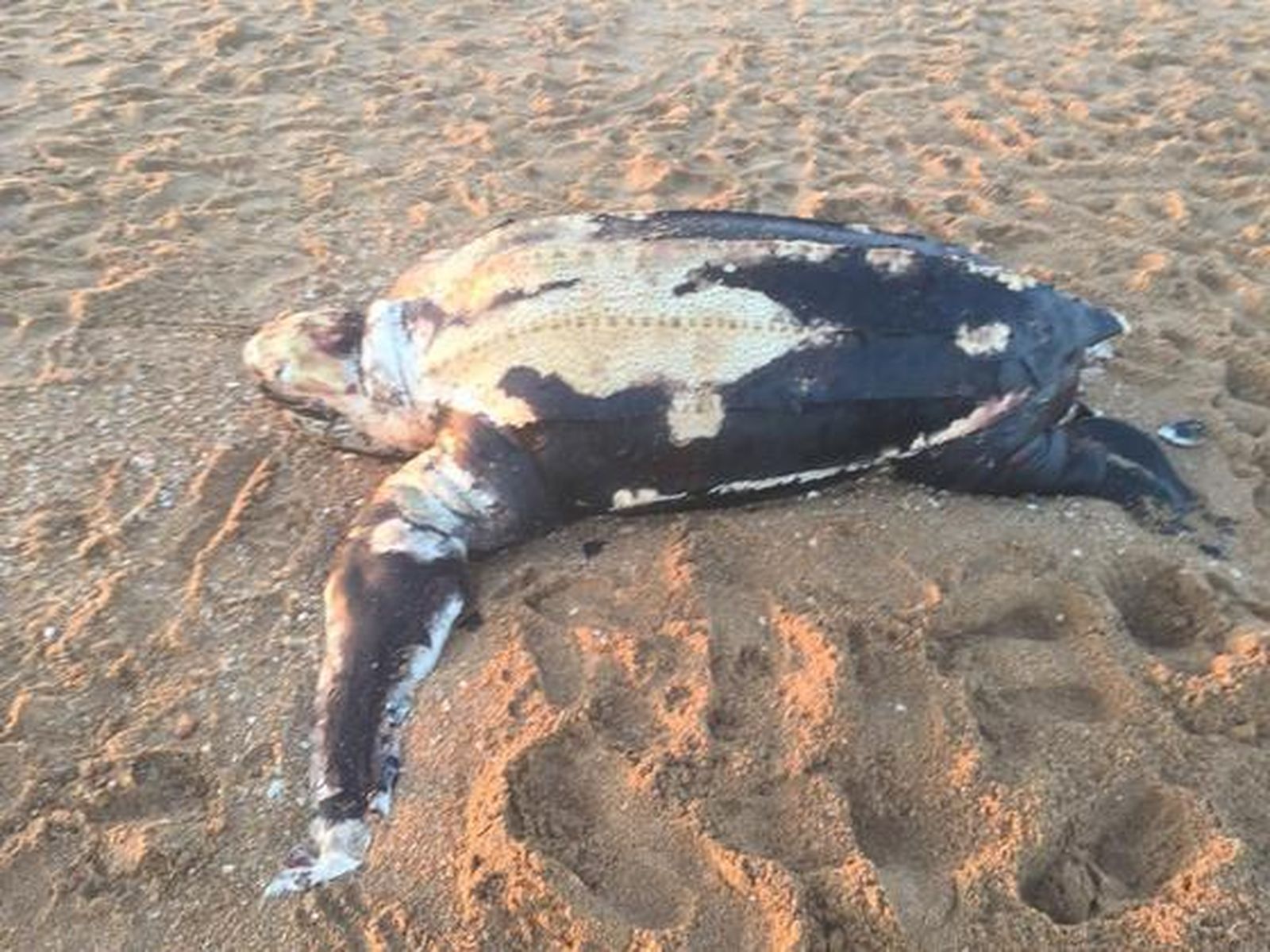 Tortuga laúd varada en la playa de los Enebrales (Punta Umbría)