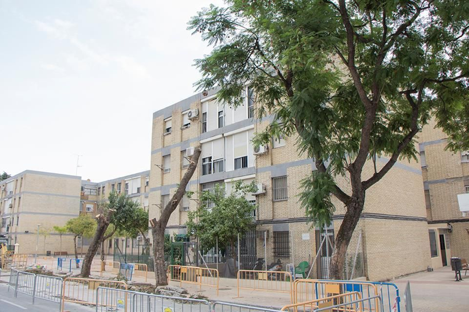 Imágenes de ejemplares talados durante este mandato.