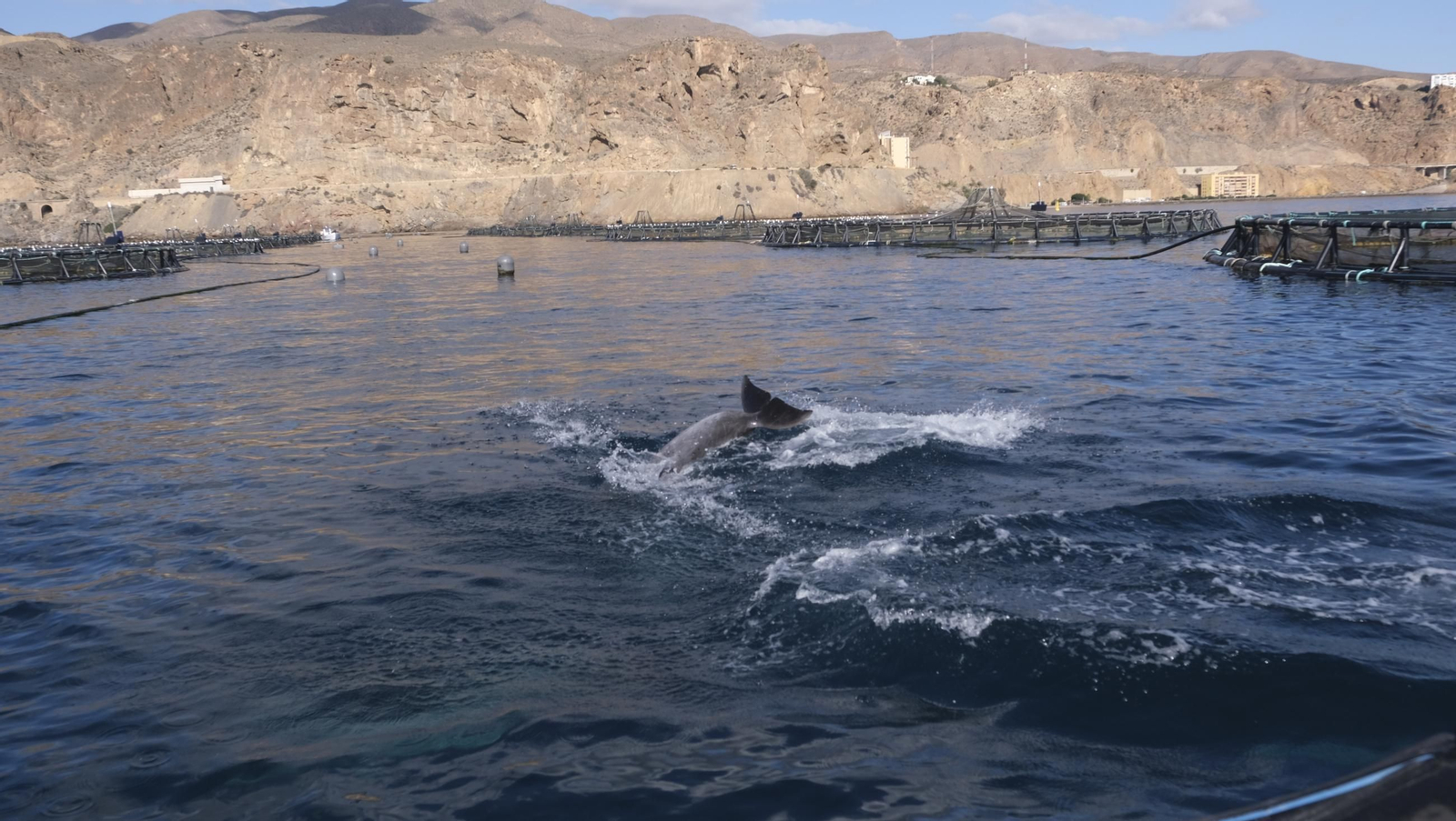 La piscifactoría de El Cañarete, en imágenes