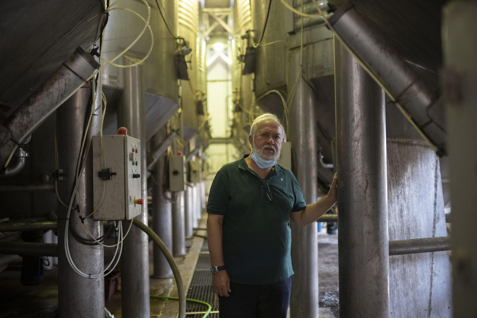 Imágenes de la vendimia en el Condado de Huelva
