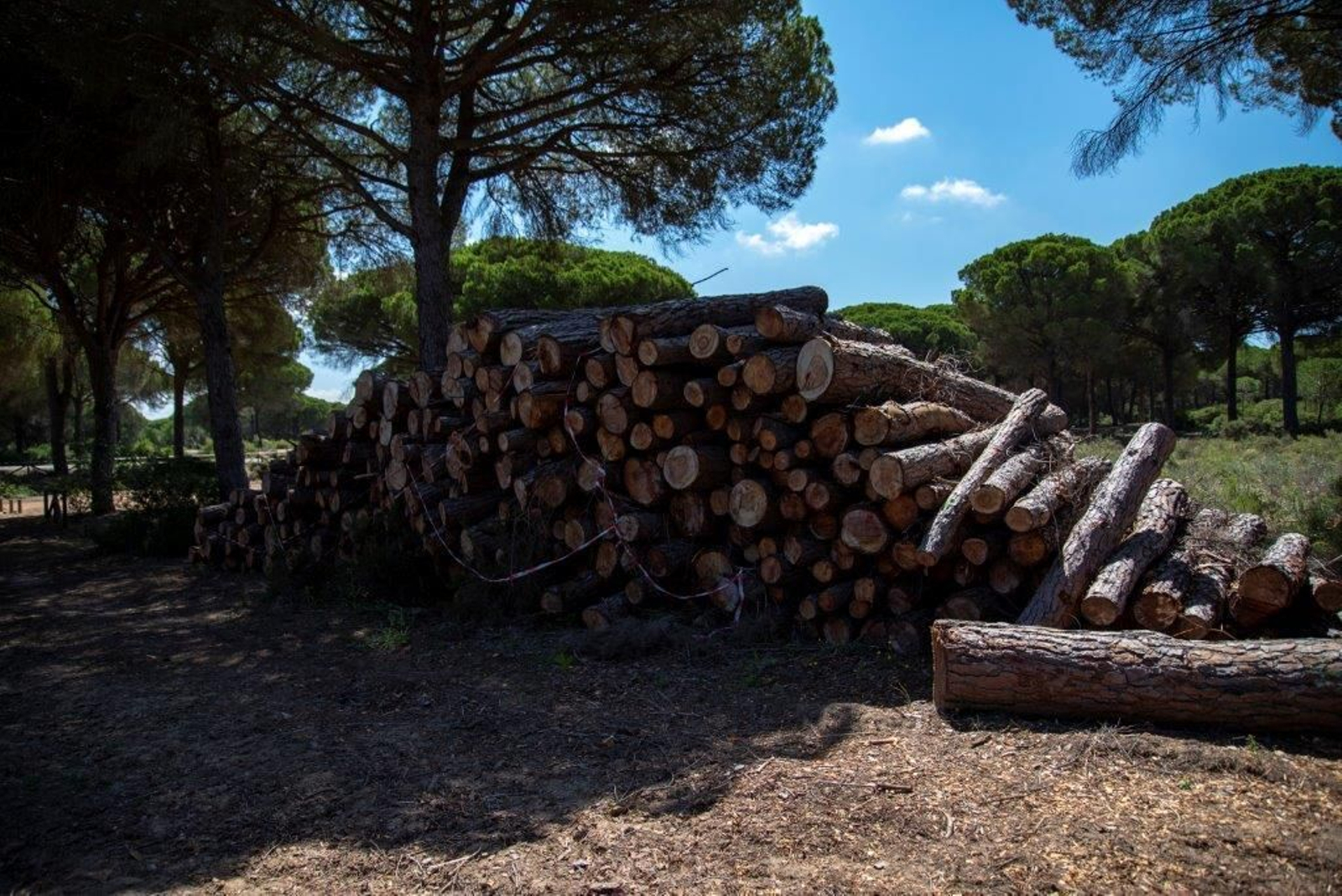Acopio de troncos en la Dehesa de las Yeguas
