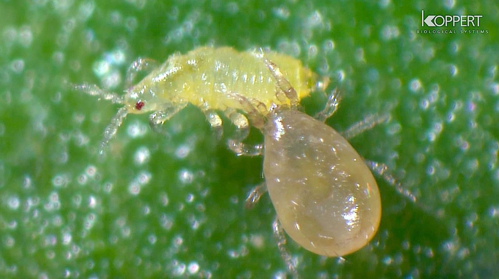 Ejemplar adulto de Neoseiulus cucumeris depredando Trips