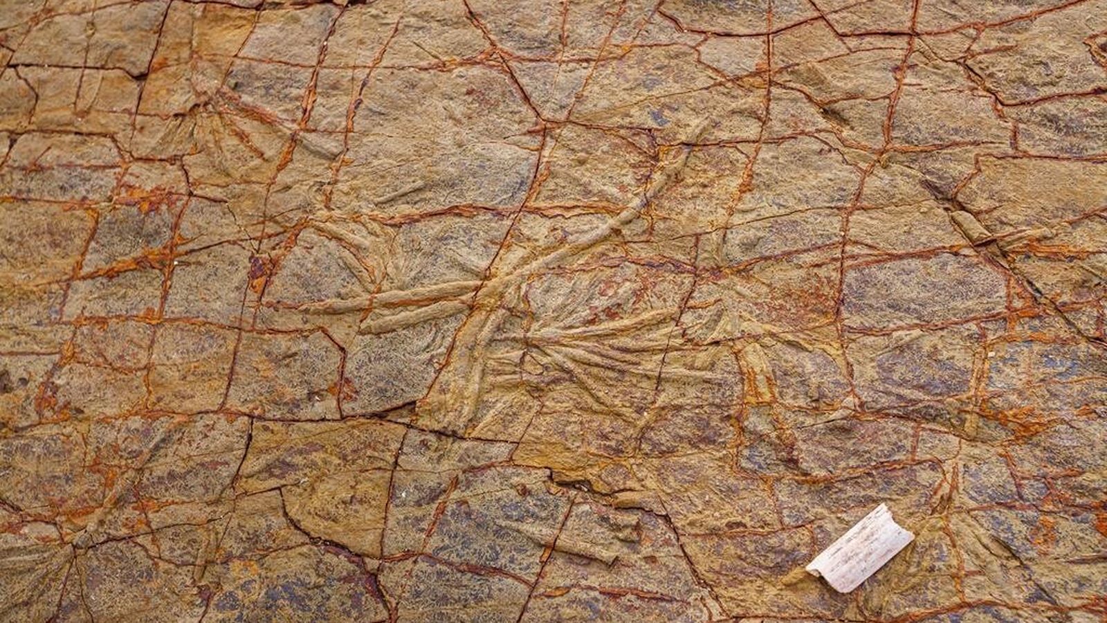 Rastros fósiles en la Punta de San García.