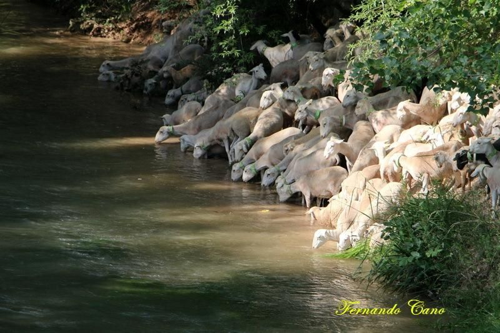 Las reses del ganadero Pablo Espinar hacen la trashumancia a su paso por Mogón.