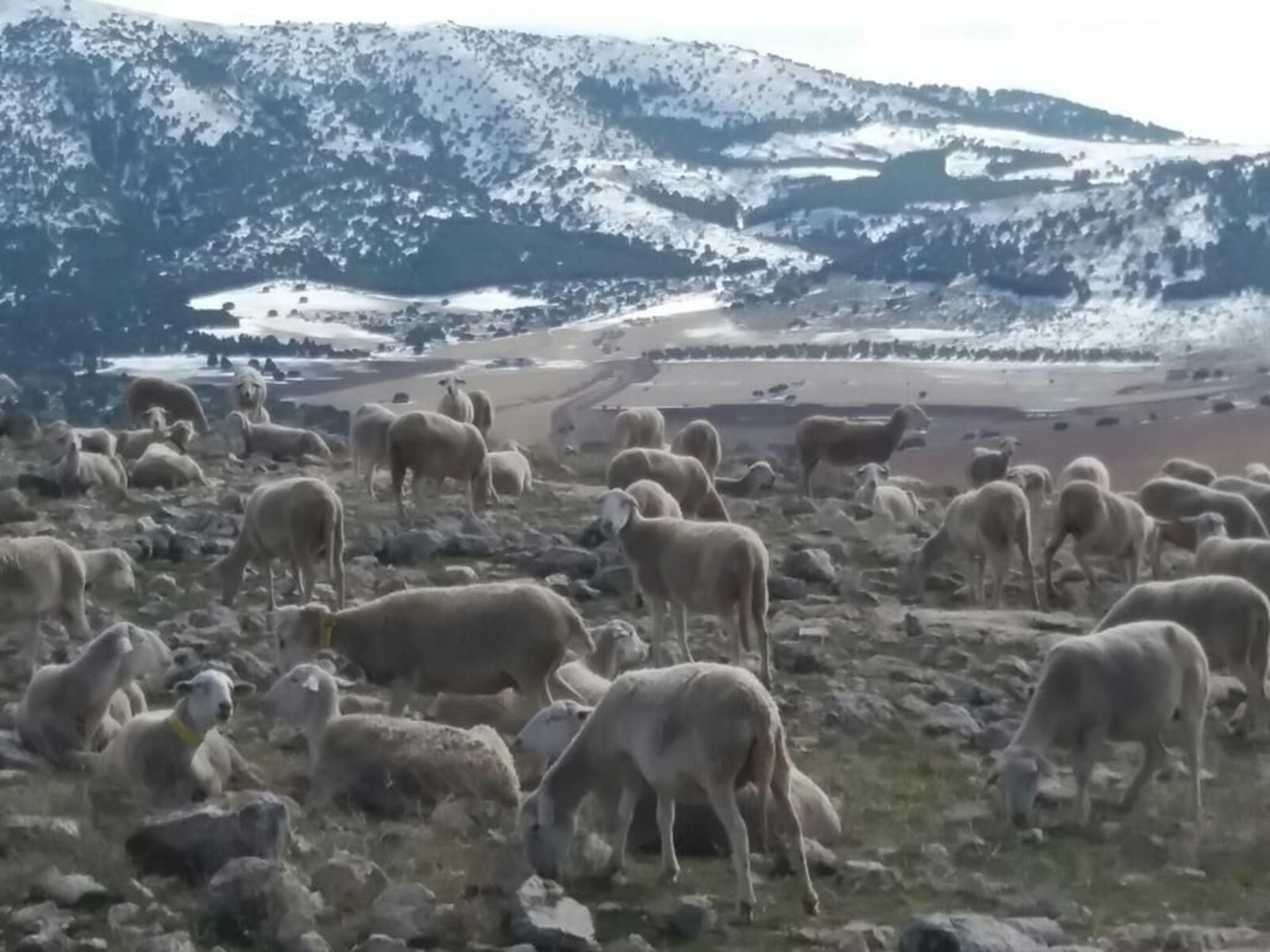 Ovejas en el campo buscando pasto para alimentarse. Ovejas en el campo buscando pasto para alimentarse.