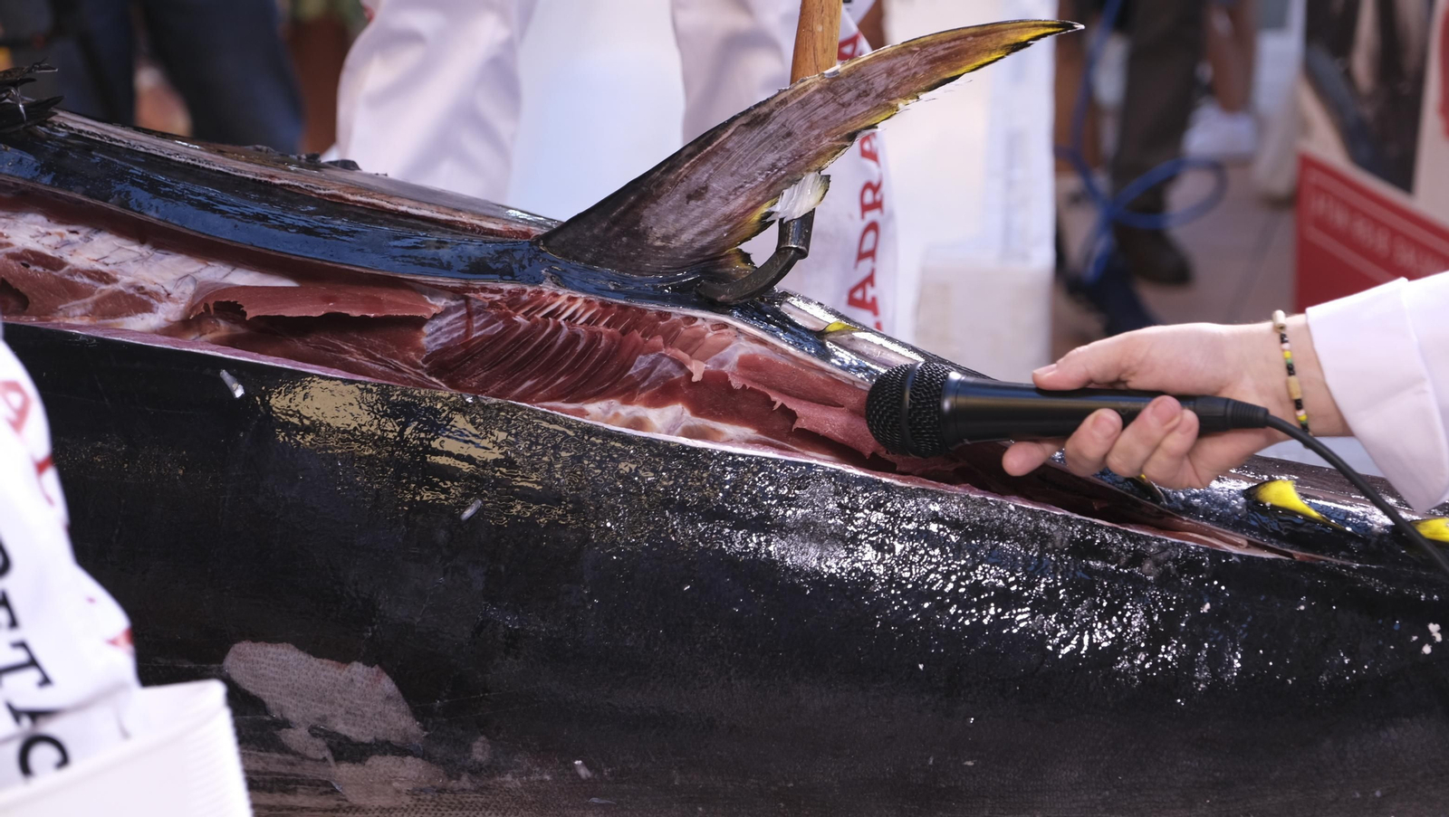 Jornadas del ronqueo del atún rojo de almadraba, en el Espacio Gastrómico Tony García.