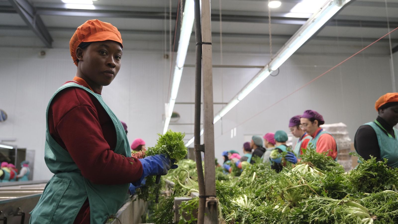 Desde Cuevas del Almanzora para el resto del mundo, las mejores escarolas con Cuadraspania, en imágenes