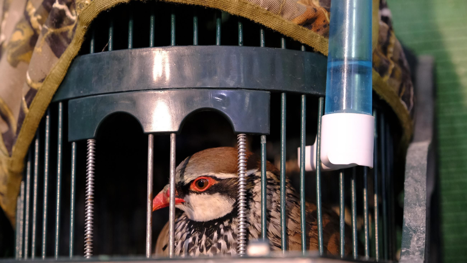 Las fotos de la Feria del Ganado y del Pájaro Perdiz en Albox