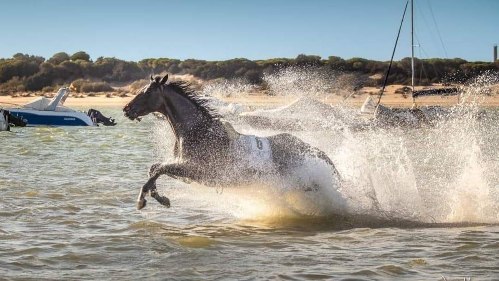 El caballo desbocado corriendo por la playa en Bajo de Guía
