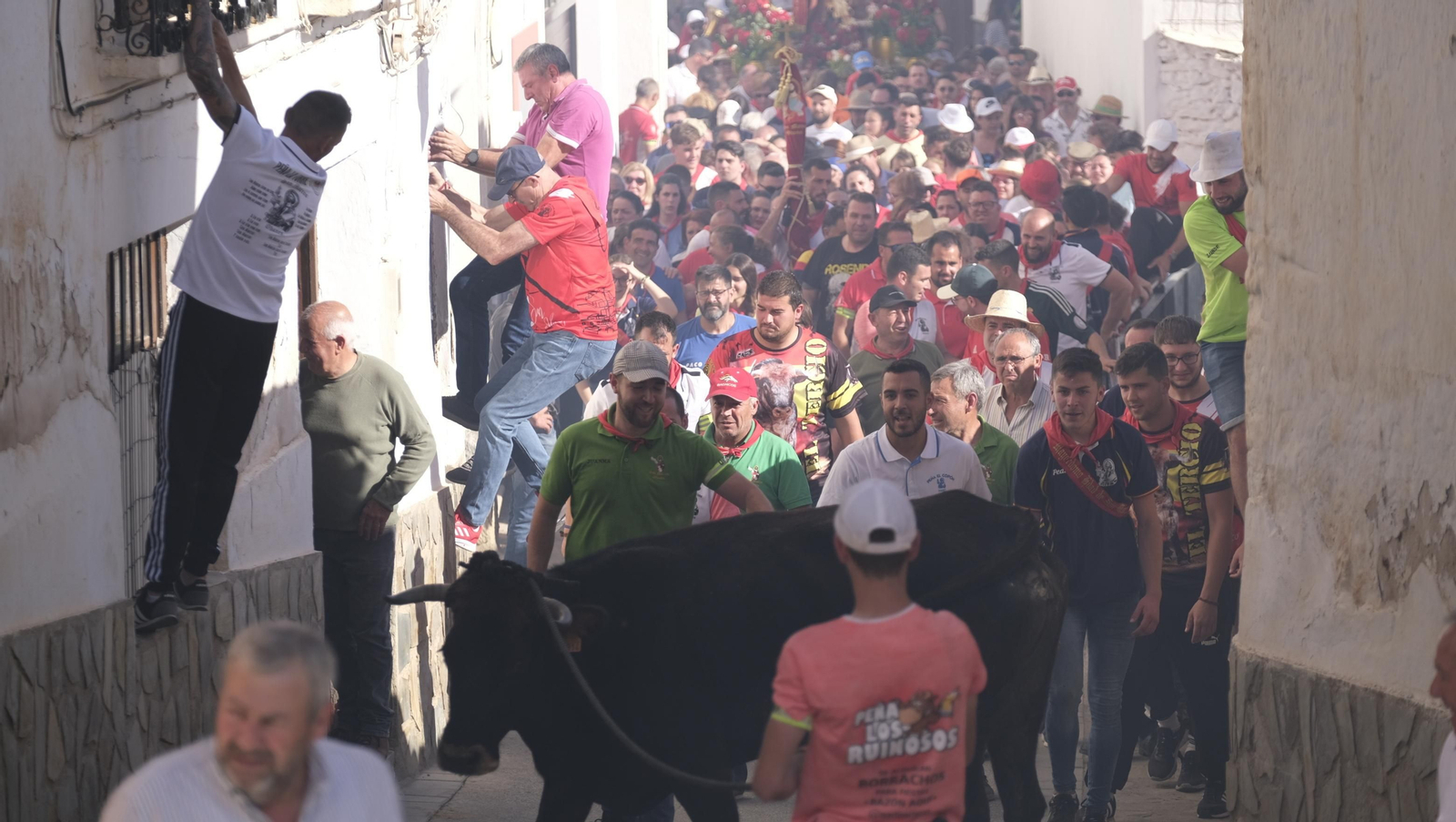 Imágenes de los toros ensogaos y San Marcos, en las Fiestas de Ohanes