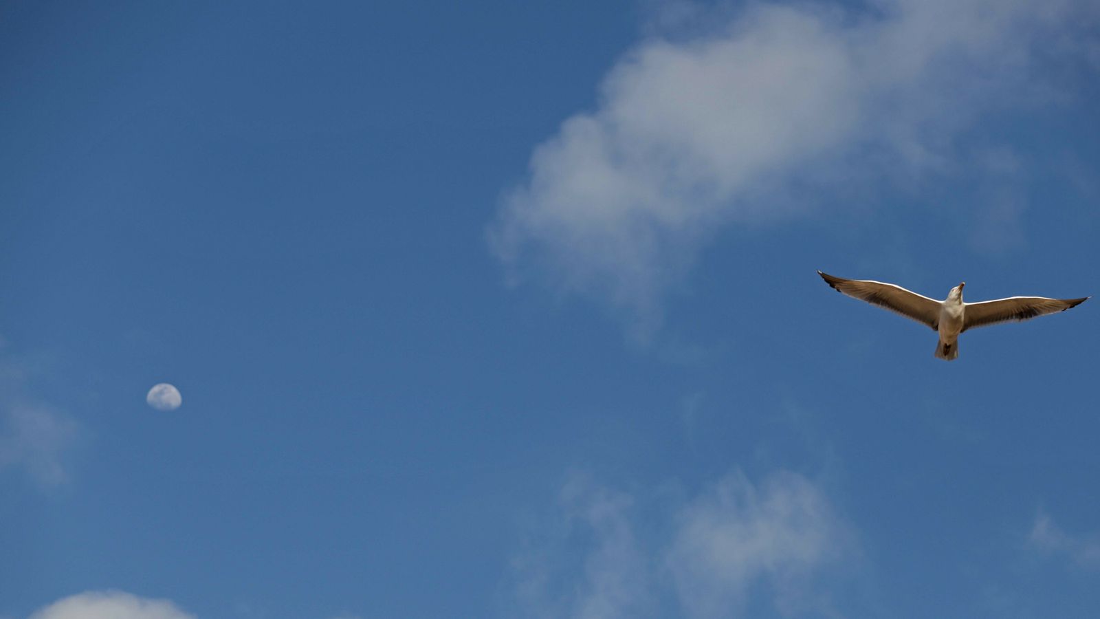 Imágenes del Lunes Santo en Algeciras