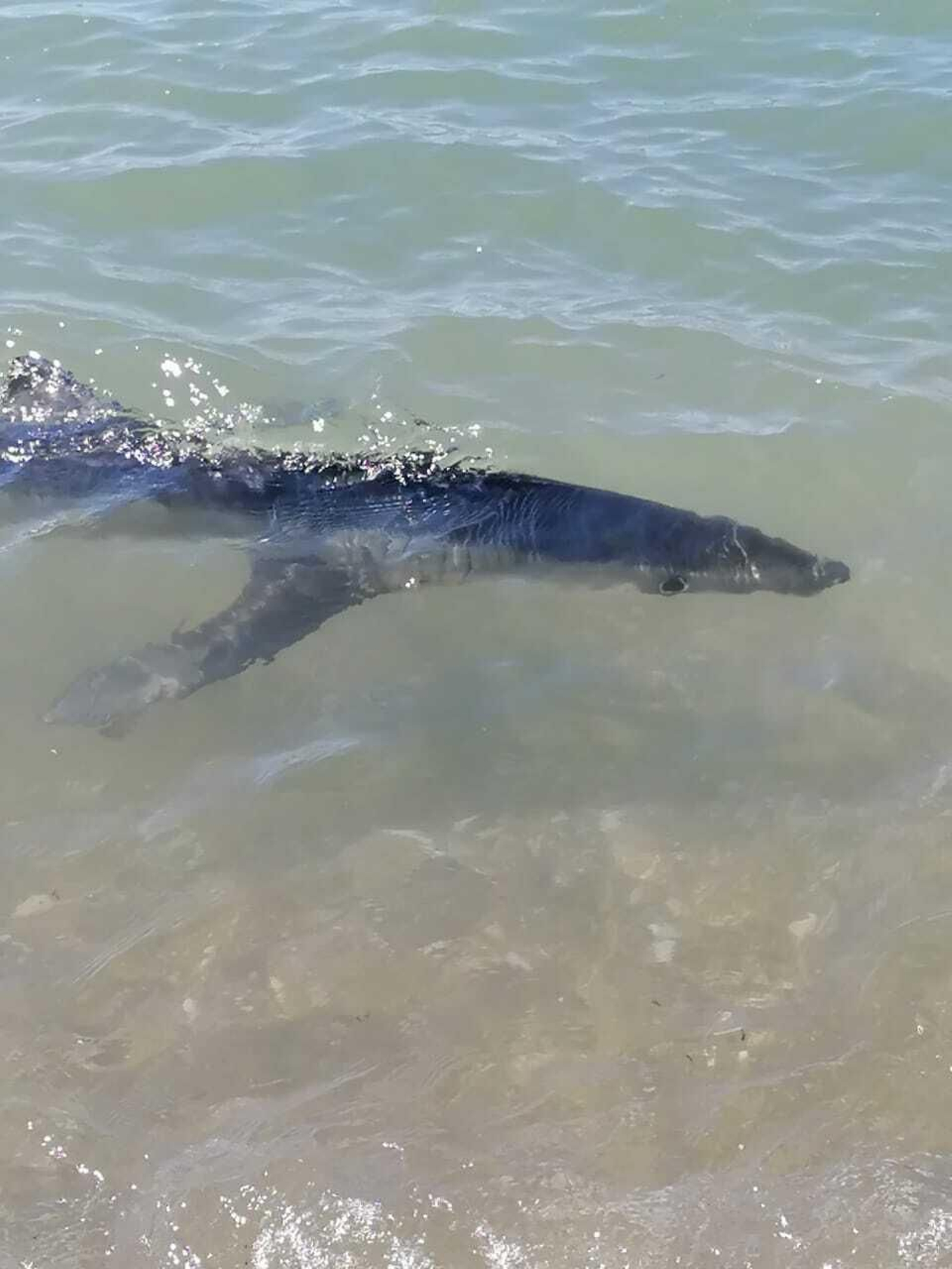 El rescate del tiburón a la orilla de una playa de Benalmádena, en fotos