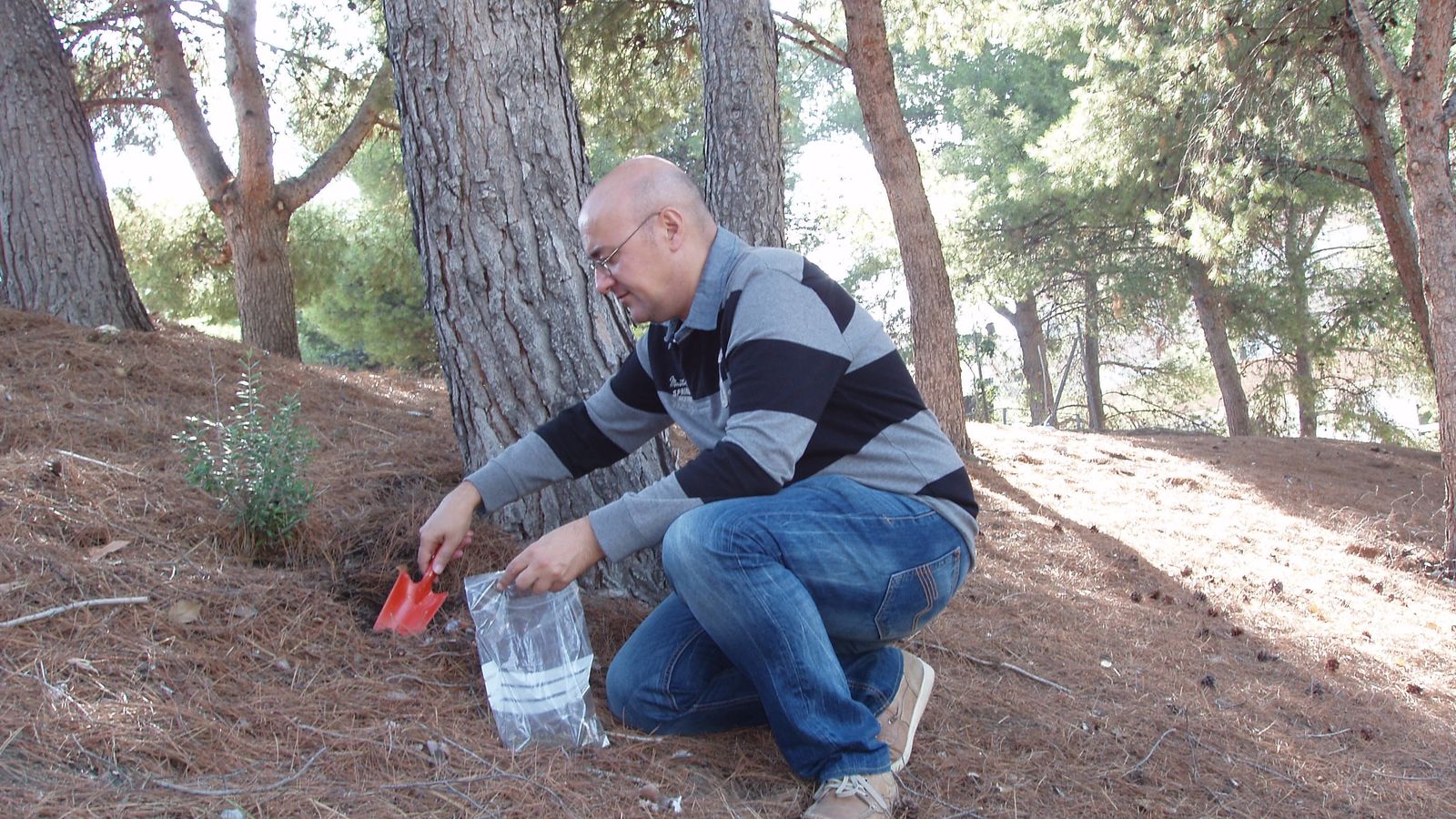 Joaquín Abolafio tomando muestras en un pinar.