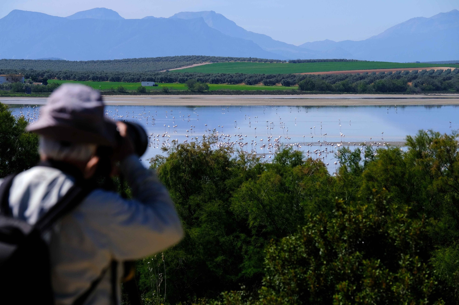 Miles de flamencos llegan a Fuente de Piedra tras las lluvias, en fotos.