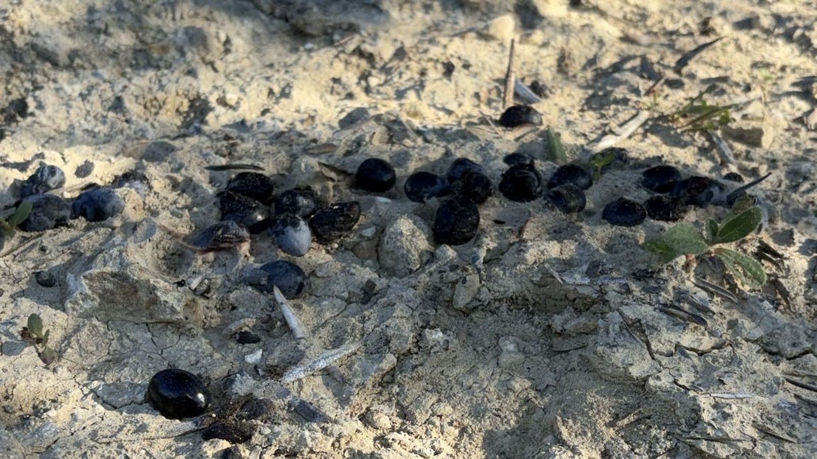 Aceituna en el barro.