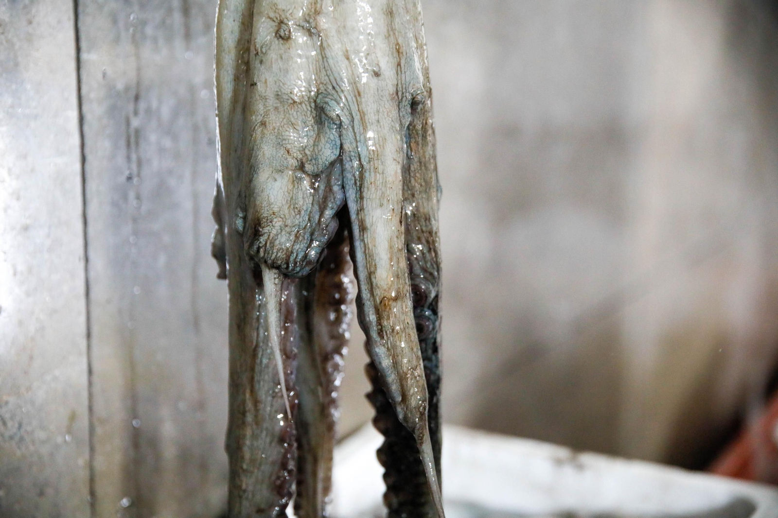 Vea cómo es la captura de pulpo en Adra, un manjar gastronómico