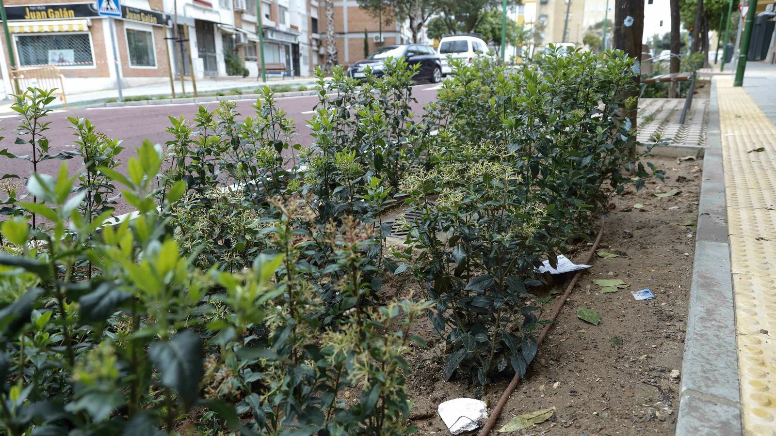 La suciedad se aprecia en las nuevas zonas ajardinadas recién estrenadas.