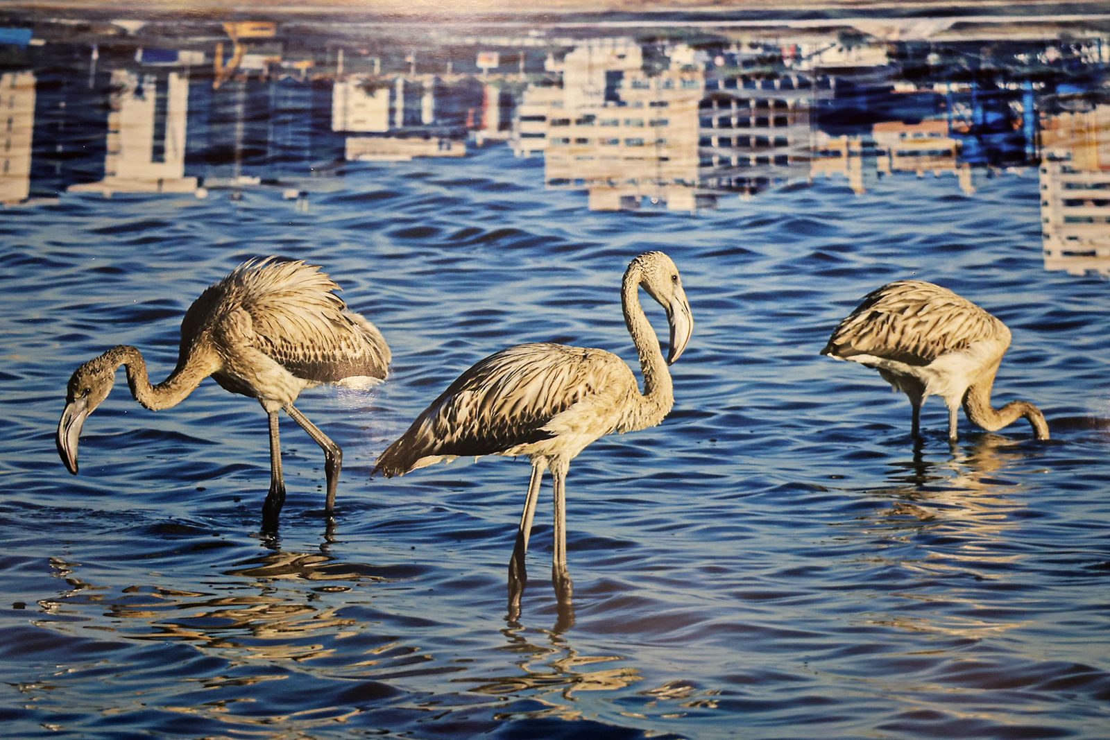 Exposición del Concurso de Fotografía 'Alas del Odiel'