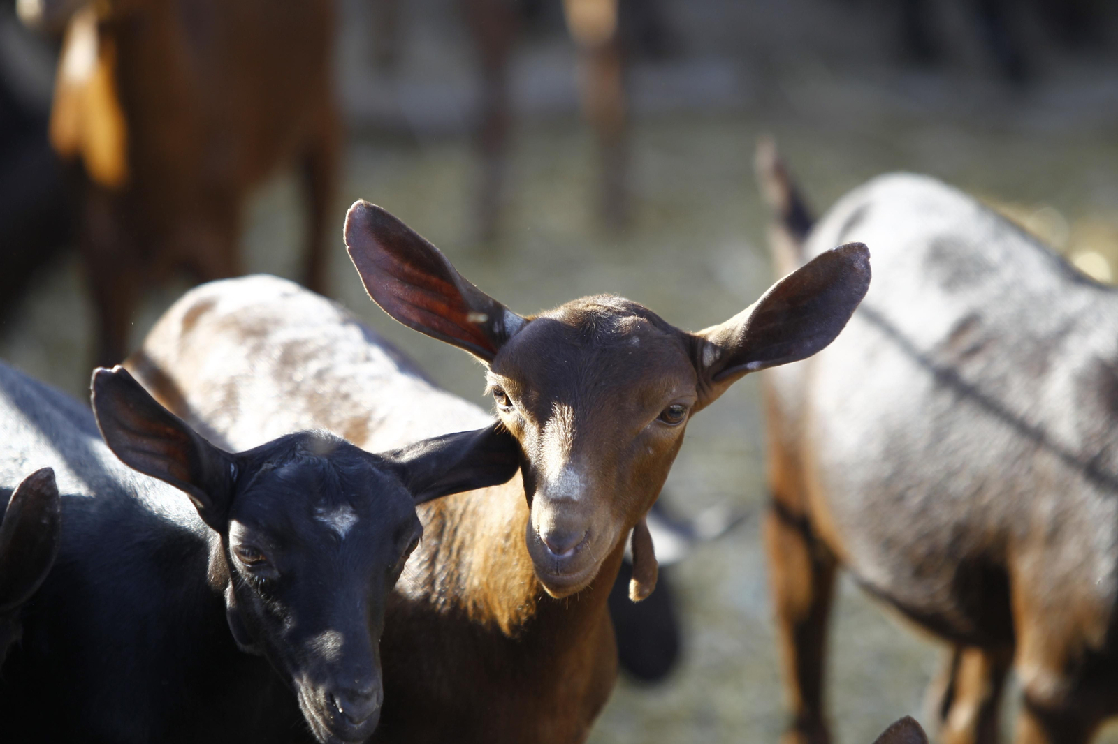 Cati Guirao, una ganadera hecha a sí misma, en imágenes