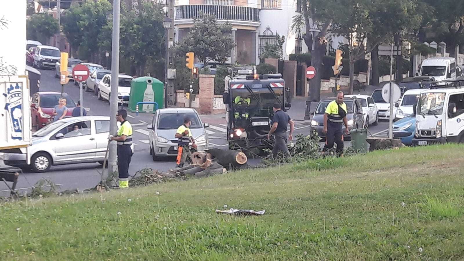 Un árbol se desploma en la rotonda de Juan Ramón Jiménez.