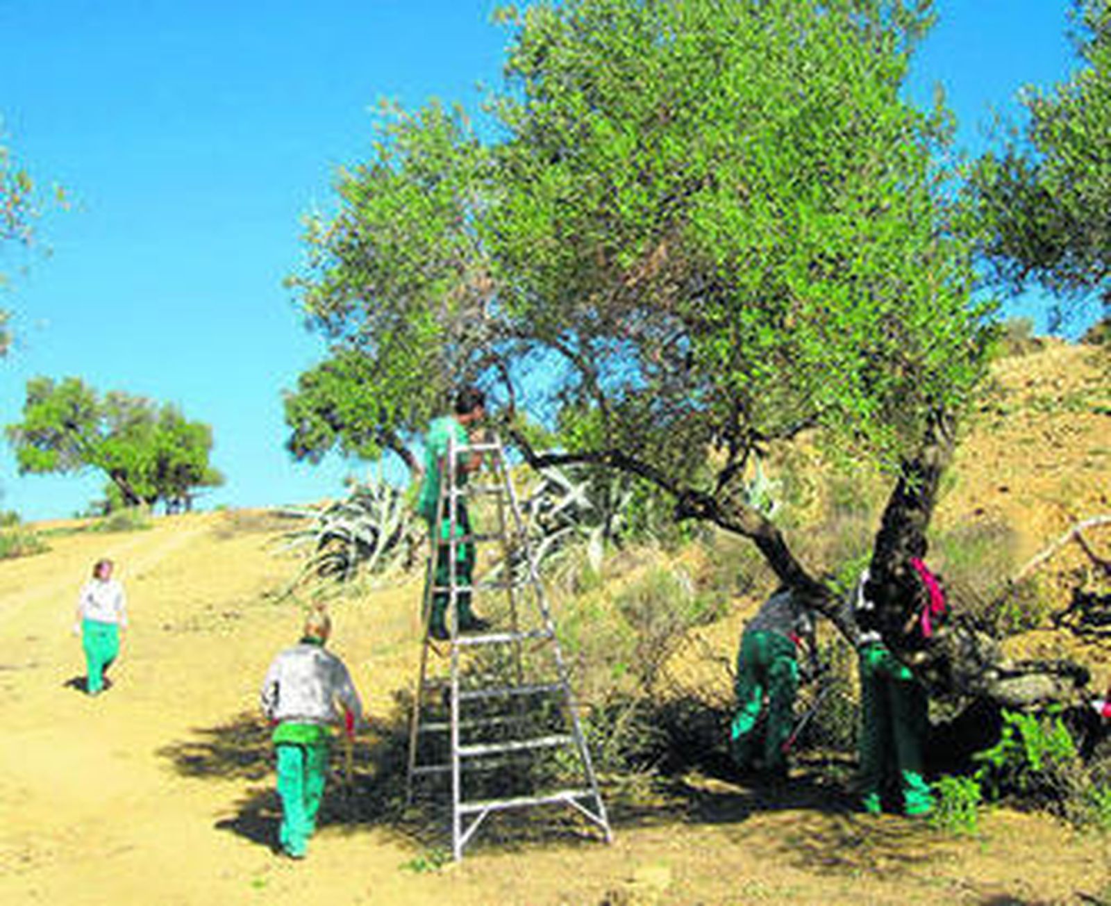 Los restos de la limpieza de los árboles se utilizan como biomasa.