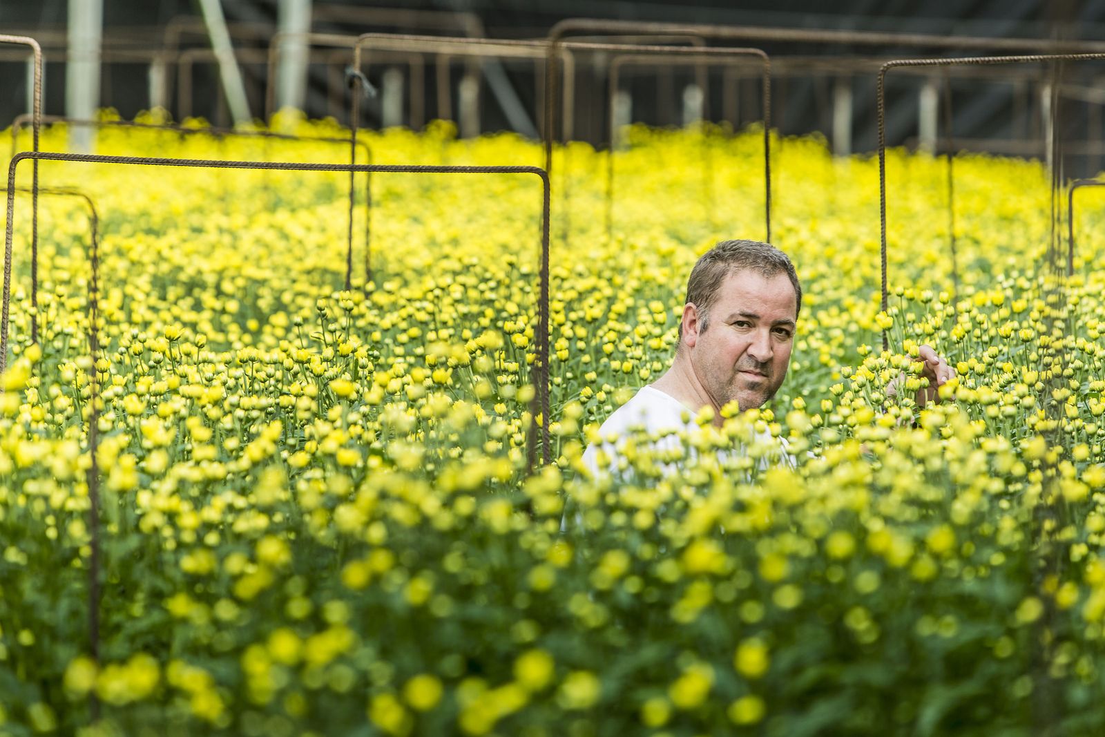 Vivero de flor cortada en la provincia de Cádiz