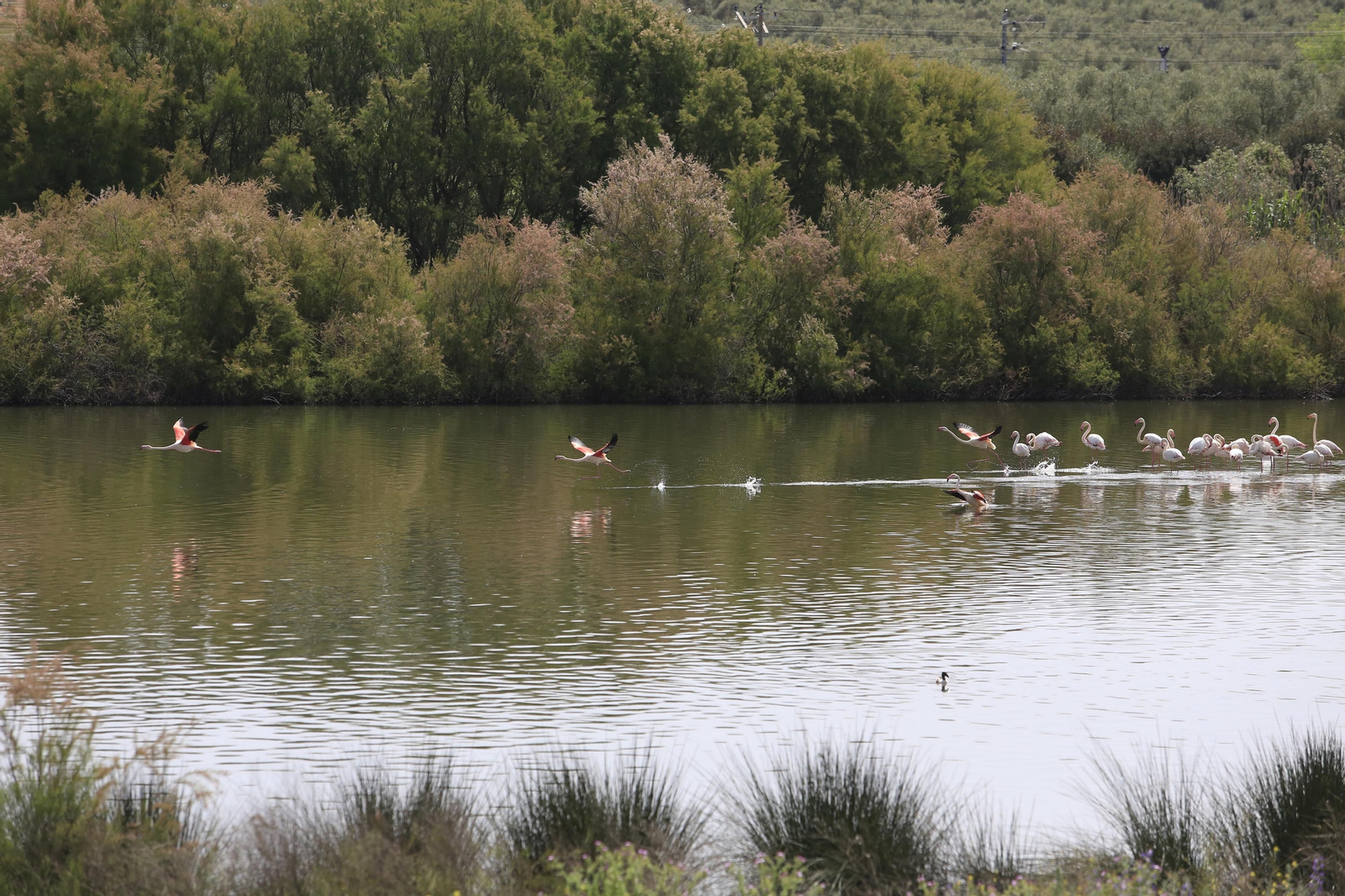 Flamencos iniciando el vuelo sobre el agua para cambiar de posición.