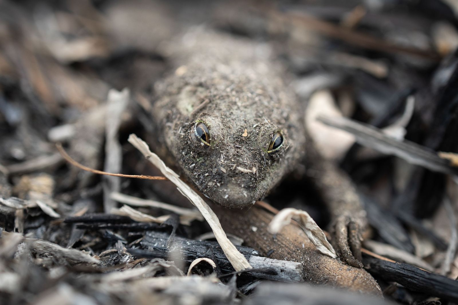 Las llamas convierten en una tumba al aire libre El Pantanal en Brasil