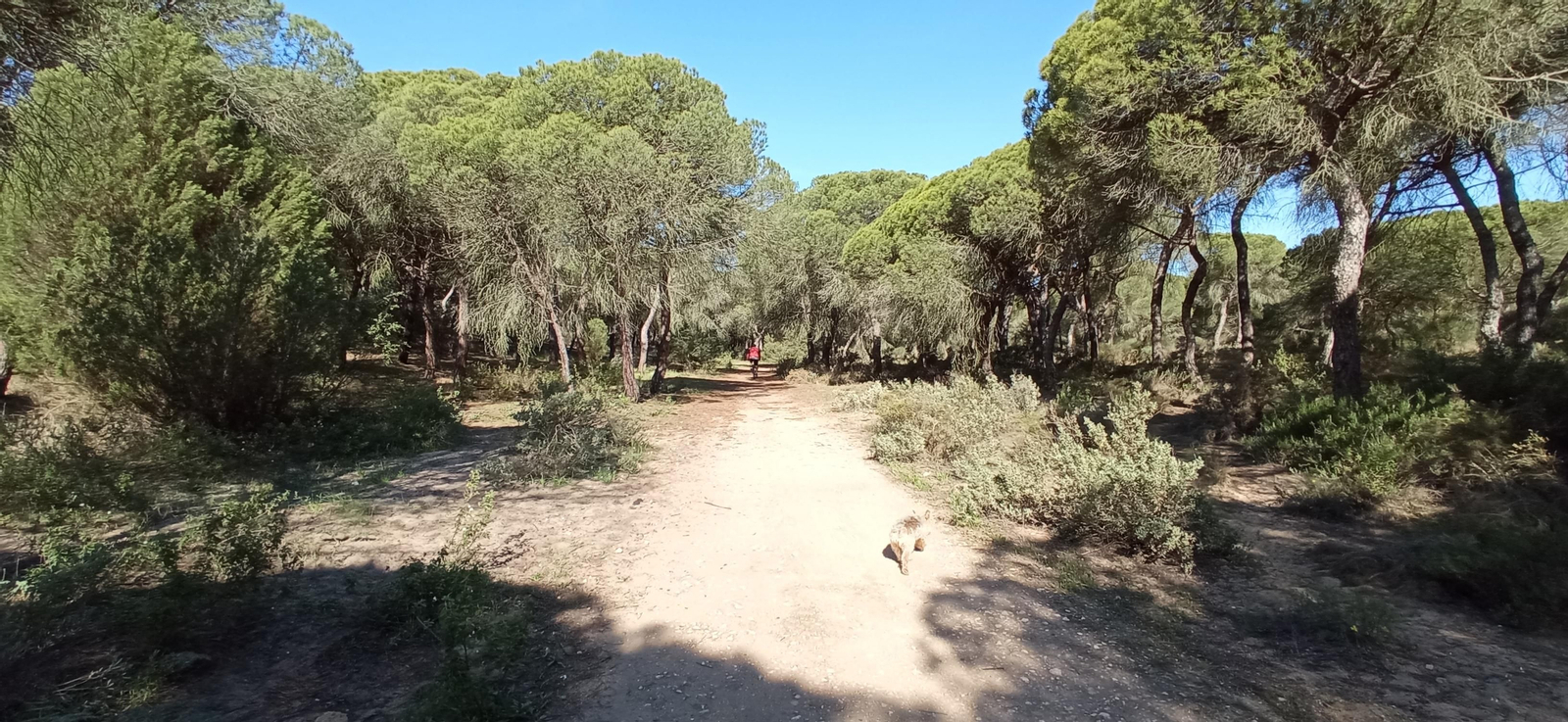 Las imágenes de la ruta de las salinas del Astur y los pinares de Punta Umbría