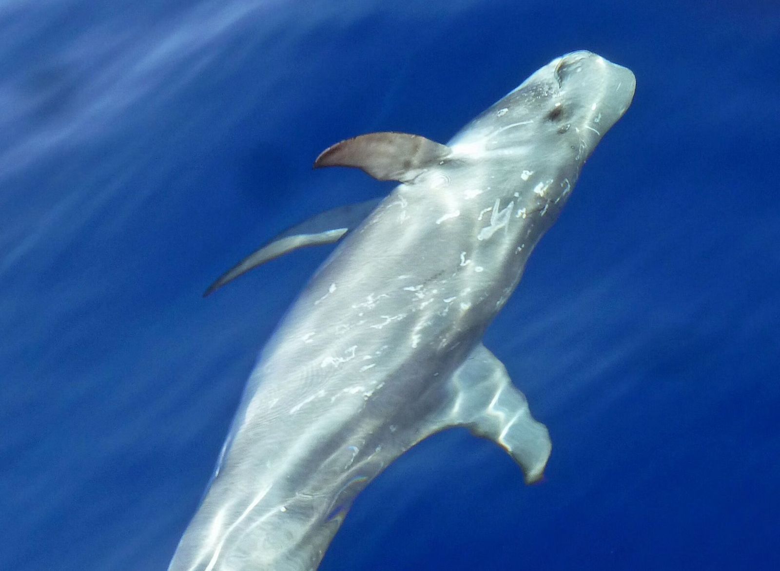 Navegando en el Poniente de Almería: del espectáculo de los delfines a los plásticos y petacas en el mar