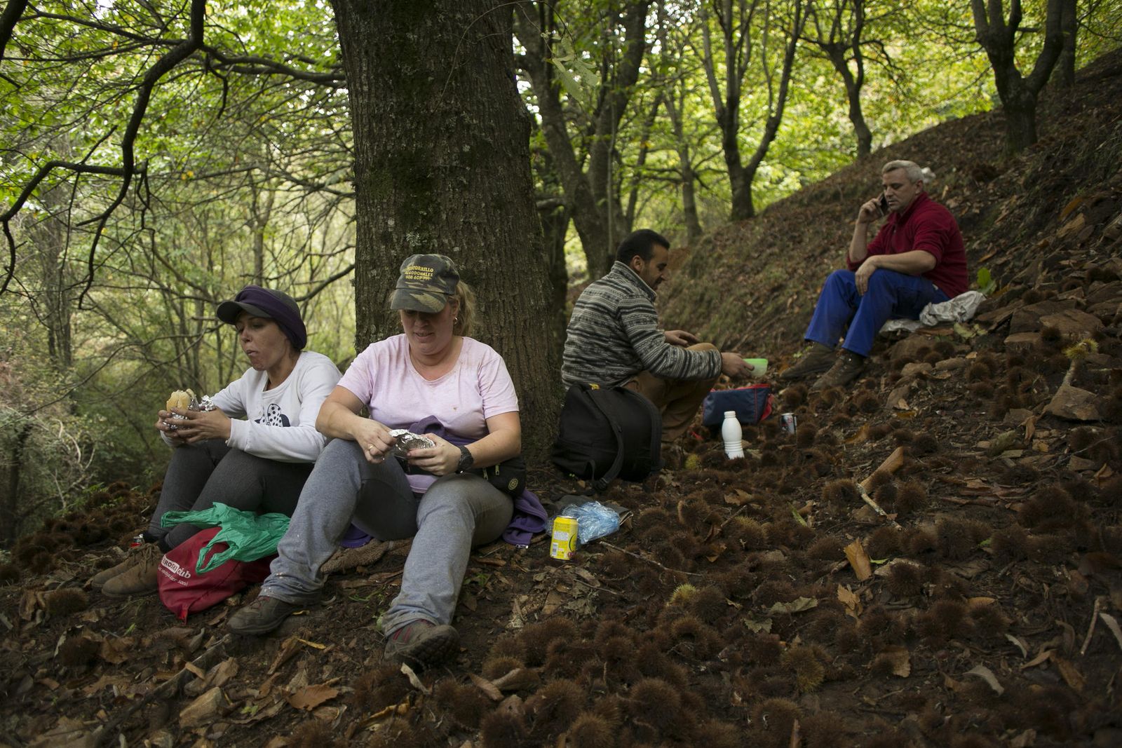 Temporada de castañas en el Valle del Genal