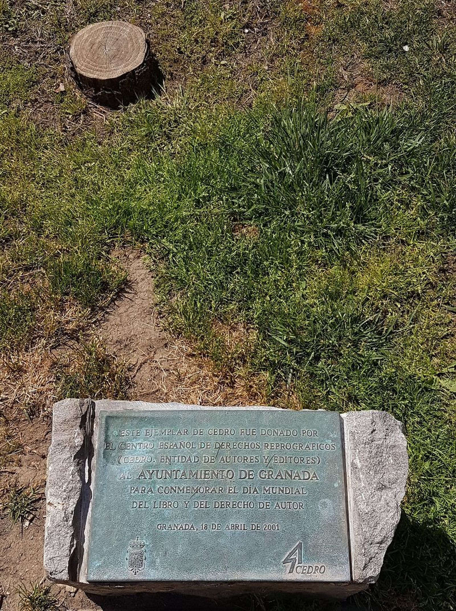 La placa conmemorativa de la plantación en 2001 y el triste cedro cortado